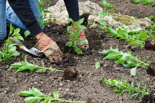 Planning a garden renovation in Sanderstead with landscaping ideas